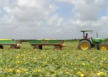 Setor agrícola foi o que mais contratou em julho no RN — Foto: Inter TV Costa Branca