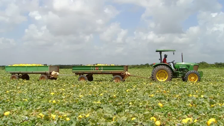 Setor agrícola foi o que mais contratou em julho no RN — Foto: Inter TV Costa Branca