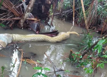 Cobra morreu ao engolir cachorro em fazenda de Dueré — Foto: Divulgação