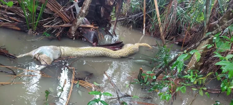 Cobra morreu ao engolir cachorro em fazenda de Dueré — Foto: Divulgação