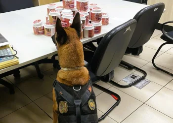 PF apreende 6,2 kg de skank no Aeroporto de Natal com ajuda de cães farejadores