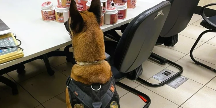 PF apreende 6,2 kg de skank no Aeroporto de Natal com ajuda de cães farejadores