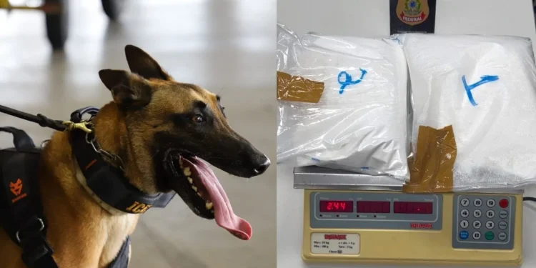 PF apreende 2,4 kg de cocaína em mala de passageiro alemão no Aeroporto de Natal